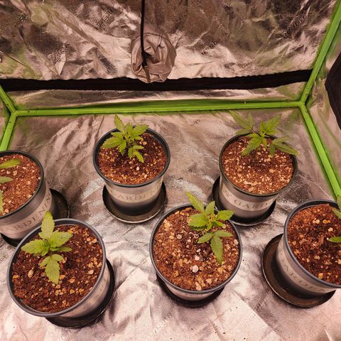 T1000 #2 growlog timeline photo