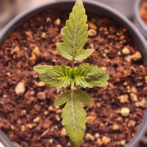 T1000 #4 growlog photo: My favorite leafs and node spacing.