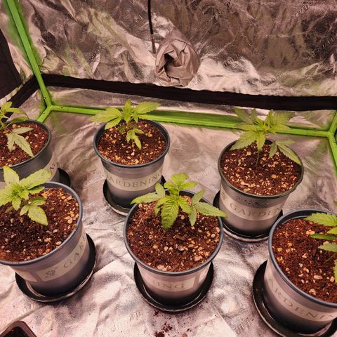 T1000 #2 growlog timeline photo