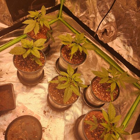 T1000 #2 growlog timeline photo
