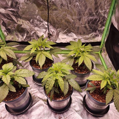 T1000 #2 growlog photo: Before and after LST