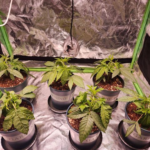 T1000 #2 growlog photo: Before and after LST