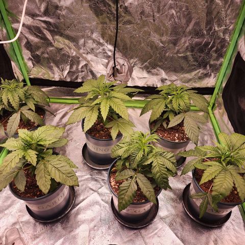 T1000 #2 growlog photo: Before and after taking a pair of leaves off