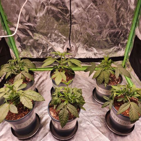 T1000 #2 growlog photo: Before and after taking a pair of leaves off