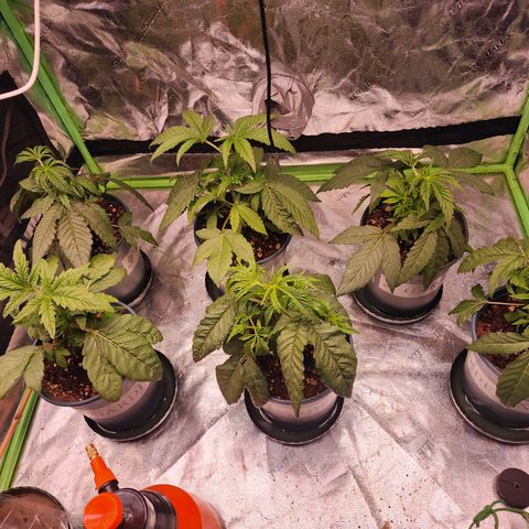T1000 #2 growlog timeline photo