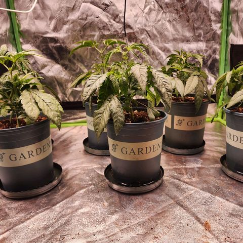 T1000 #2 growlog timeline photo