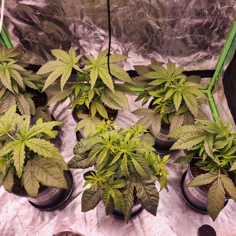 T1000 #2 growlog timeline photo
