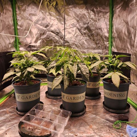 T1000 #2 growlog timeline photo