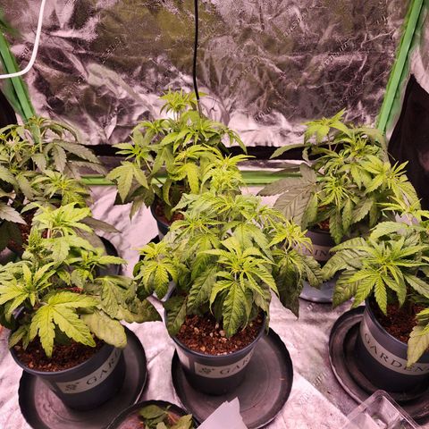 T1000 #2 growlog timeline photo