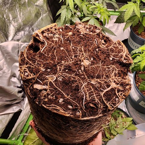 T1000 #4 growlog photo: Time for transplant 🤔