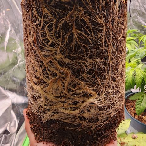T1000 #4 growlog photo: Time for transplant 🤔