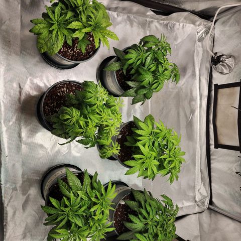 T1000 #2 growlog photo: Sitting in 2 gallons now and in the half powered flower tent until a new driver arrives