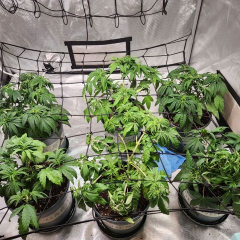 T1000 #2 growlog timeline photo
