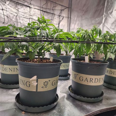 T1000 #2 growlog timeline photo