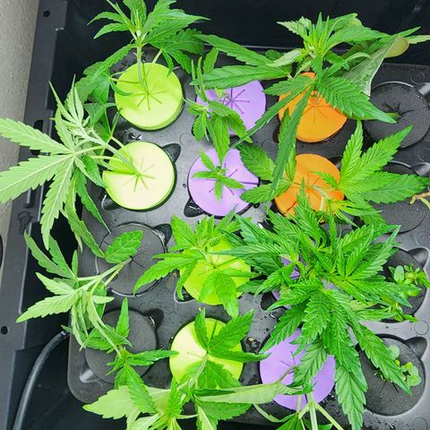 T1000 #2 growlog photo: 2 clones taken from every plant, #2 had the worst secondary branching of all the penos.