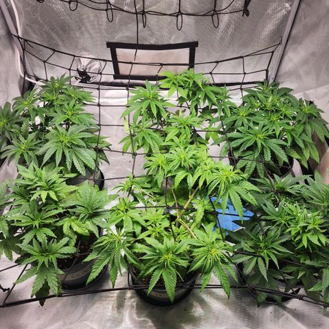T1000 #2 growlog photo: 2 clones taken from every plant, #2 had the worst secondary branching of all the penos.