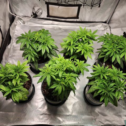 T1000 #2 growlog photo: Scrog net added to even the girls out
