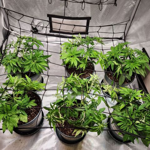 T1000 #2 growlog photo: Scrog net added to even the girls out