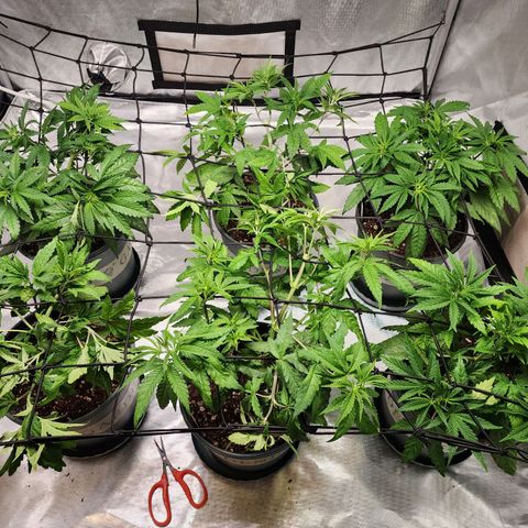 T1000 #2 growlog timeline photo