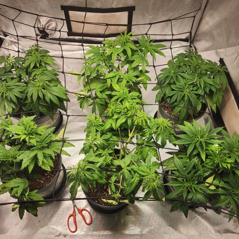 T1000 #2 growlog timeline photo