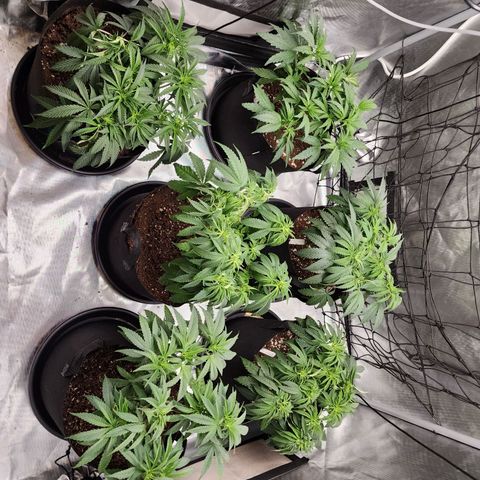 T1000 #2 growlog photo: Transplanted into 5 gallon pots, these will be the final pots.