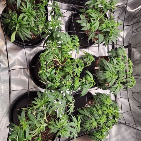 T1000 #2 growlog photo: Transplanted into 5 gallon pots, these will be the final pots.
