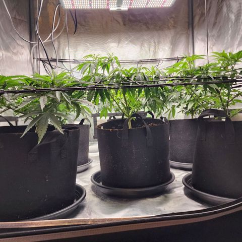T1000 #2 growlog photo: They seem to have bounced back from transplanting and are ready to flower.