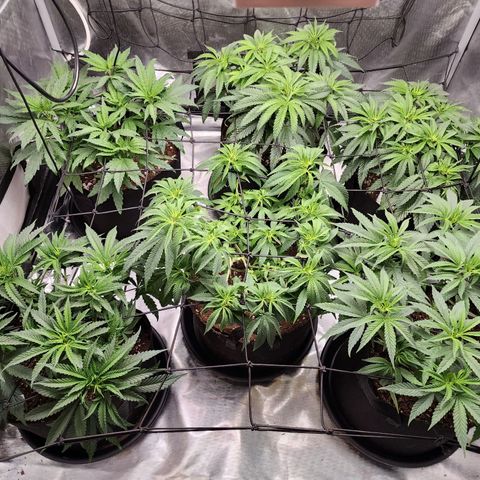 T1000 #2 growlog photo: They seem to have bounced back from transplanting and are ready to flower.