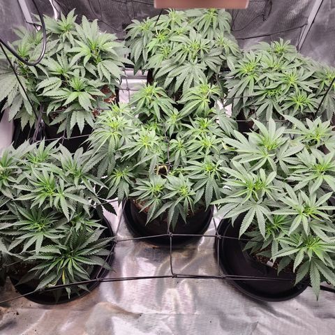 T1000 #2 growlog photo: Before and after light defoliation.