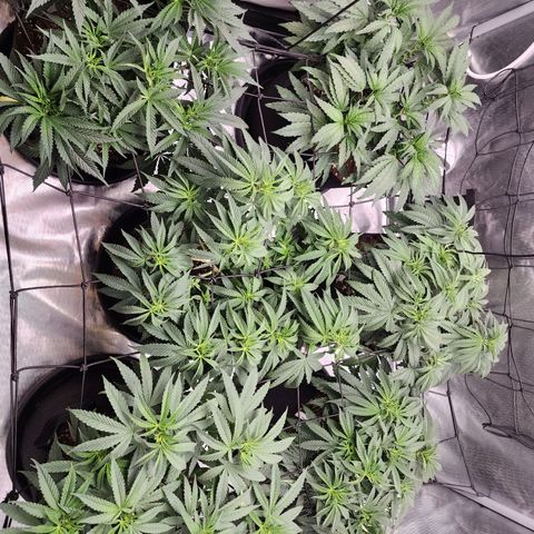 T1000 #2 growlog photo: Before and after light defoliation.