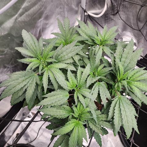 T1000 #4 growlog photo: Pointy leafs on this pheno