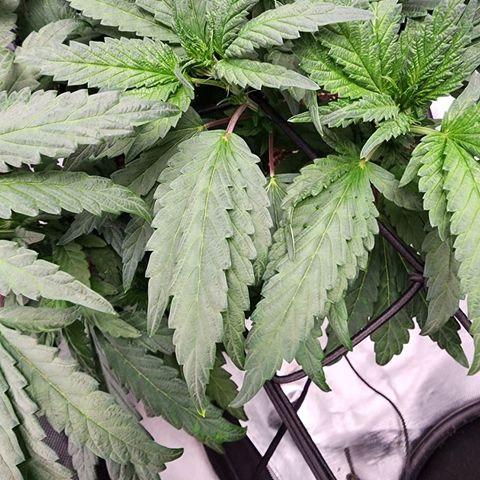T1000 #4 growlog photo: Pointy leafs on this pheno