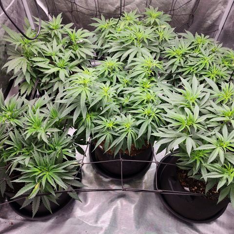 T1000 #2 growlog timeline photo