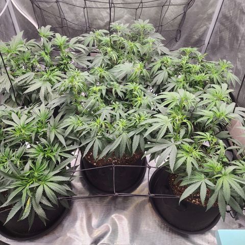 T1000 #2 growlog photo: Before and after light defoliation