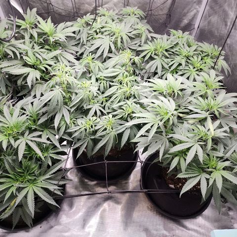 T1000 #2 growlog photo: Before and after light defoliation