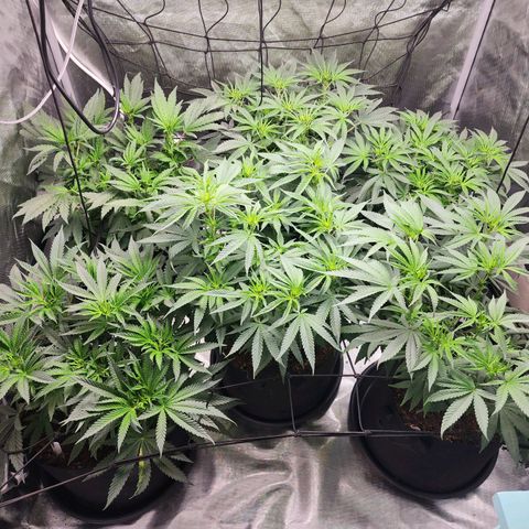 T1000 #2 growlog timeline photo
