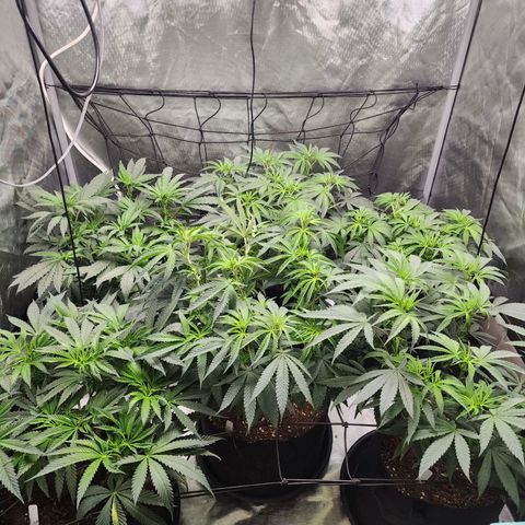 T1000 #2 growlog timeline photo