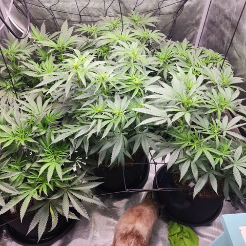 T1000 #2 growlog timeline photo