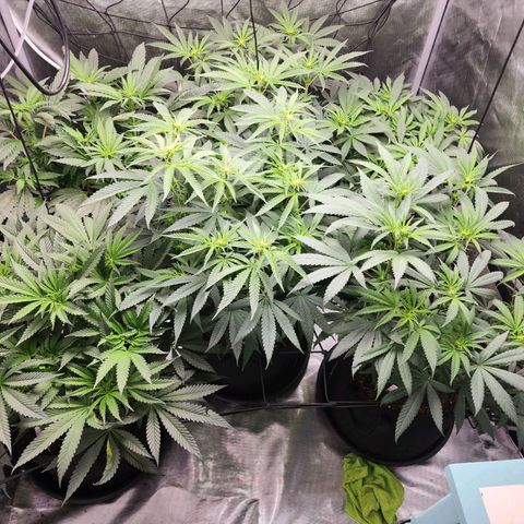 T1000 #2 growlog timeline photo