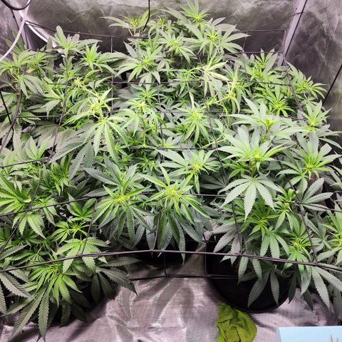 T1000 #2 growlog timeline photo