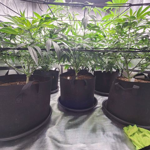 T1000 #2 growlog timeline photo