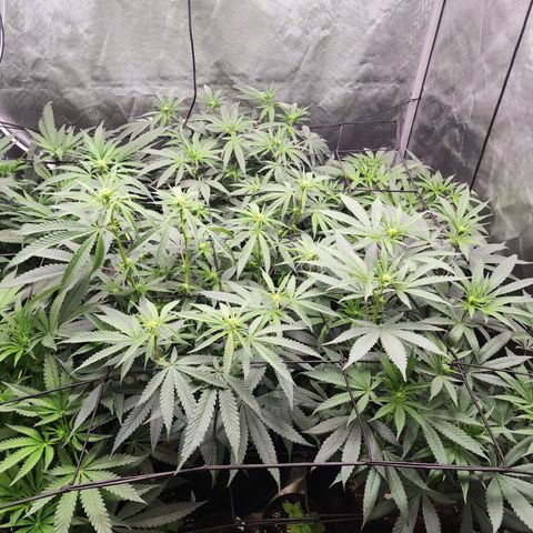 T1000 #2 growlog photo: Light defoliation
