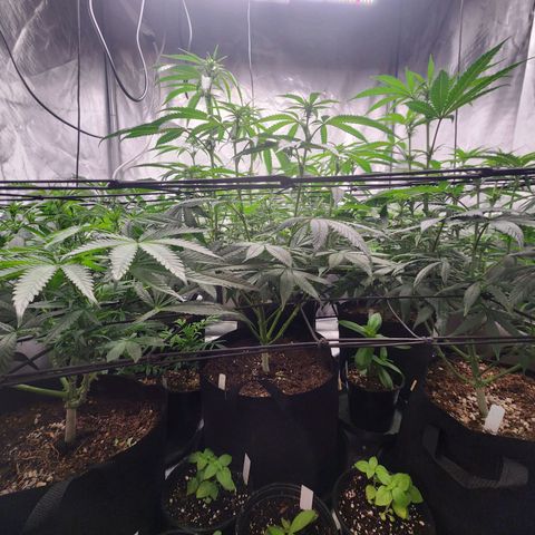 T1000 #2 growlog photo: Light defoliation