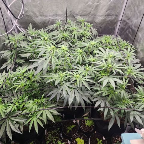 T1000 #2 growlog photo: Light defoliation