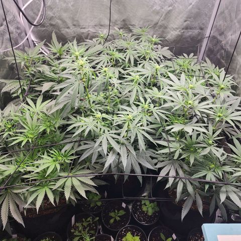 T1000 #2 growlog timeline photo