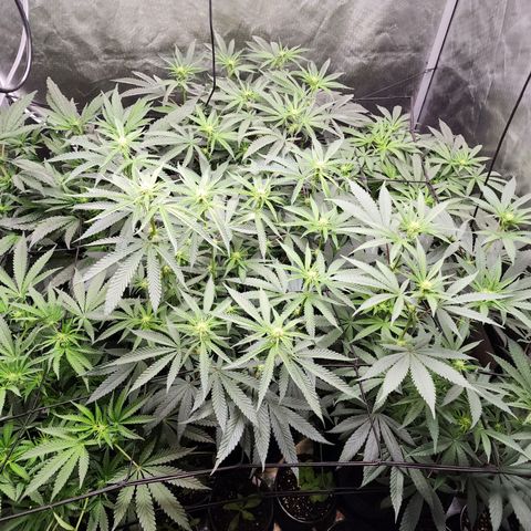 T1000 #2 growlog timeline photo