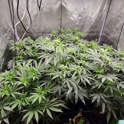 T1000 #2 growlog timeline photo