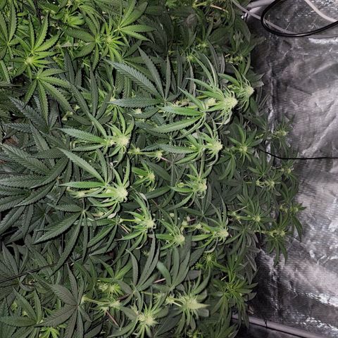 T1000 #2 growlog timeline photo