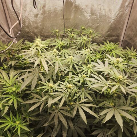 T1000 #2 growlog timeline photo