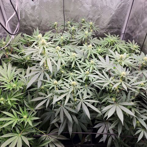 T1000 #2 growlog timeline photo